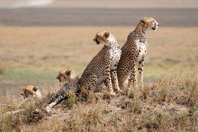 6 Day: Magnificent Wildlife Adventure - Four parks, one busy northern Tanzania route