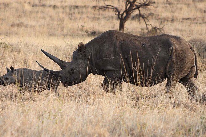 6 Day: Magnificent Wildlife Adventure - Day 4: Sunrise, more Serengeti, and the move toward Ngorongoro