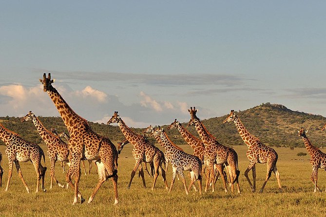 6 Day: Magnificent Wildlife Adventure - Day 5: Ngorongoro Crater and concentrated wildlife