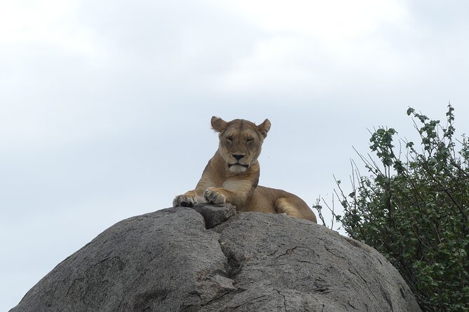 6-Day Northern Safari - Day 3: Crossing the highlands into the Serengeti