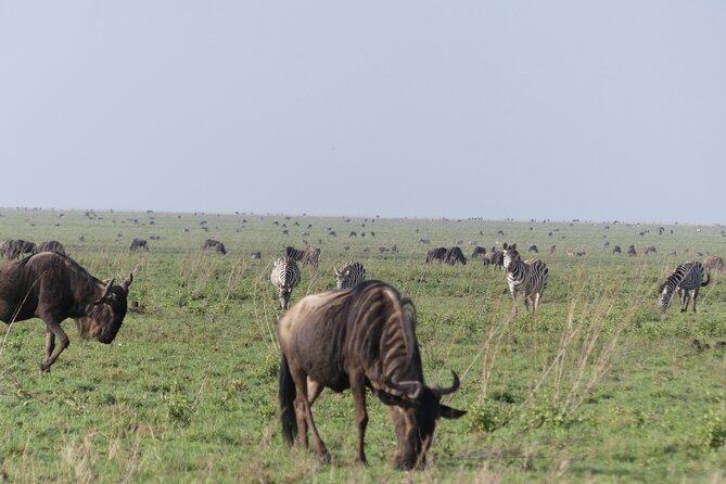 6-Day Northern Safari - Day 4: The long Serengeti game drive