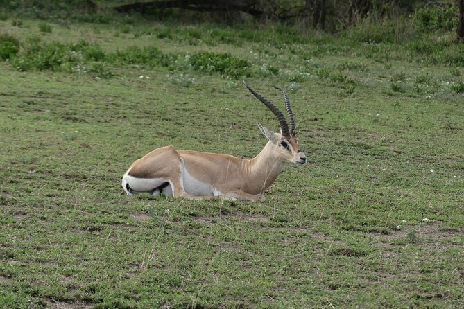 6-Day Northern Safari - Day 5: Ngorongoro Crater and the final wildlife circuit