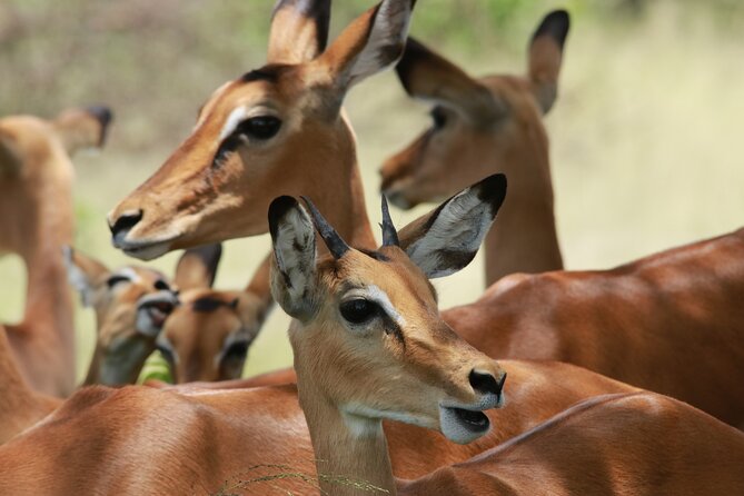 6-Day Northern Safari - Day 6: Breakfast in Karatu and airport transfer