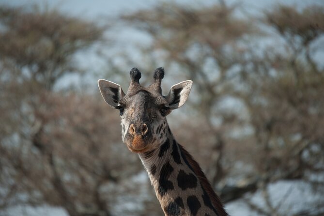 6-day Private Camping Safari Tour from Kilimanjaro Airport - Why this safari works as a six-day circuit
