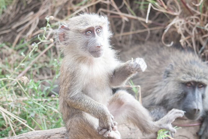 6-day Private Camping Safari Tour from Kilimanjaro Airport - Day 2: Crossing the Ngorongoro area into the Serengeti