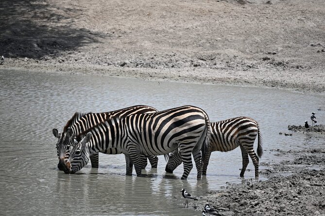 6-day Private Camping Safari Tour from Kilimanjaro Airport - Days 3 and 4: Making the most of central Serengeti
