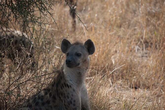 6-day Private Camping Safari Tour from Kilimanjaro Airport - Day 6: Lake Manyara and a different kind of safari