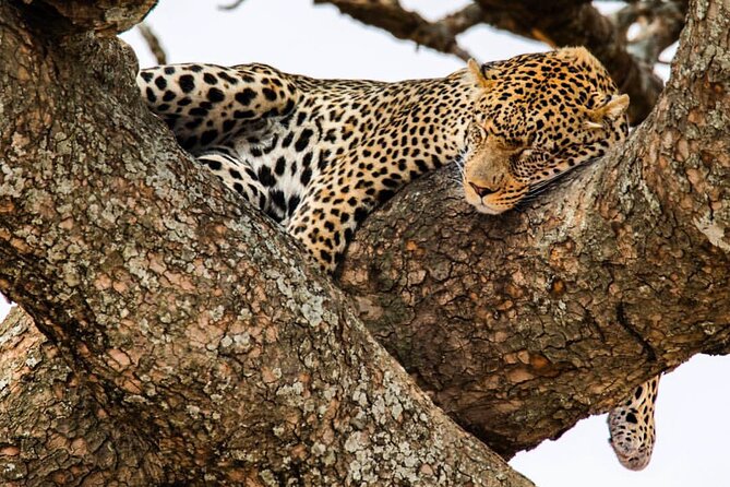 6-Day Private midrange Tour in Arusha with Airport Pickup - Key points to know before booking