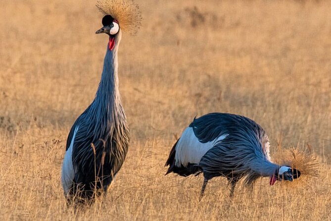 6-Day Private midrange Tour in Arusha with Airport Pickup - Day 4: A full day in central Serengeti