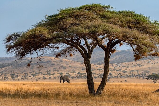 6-Day Private midrange Tour in Arusha with Airport Pickup - Day 5: Sunrise in the Serengeti, then toward Ngorongoro