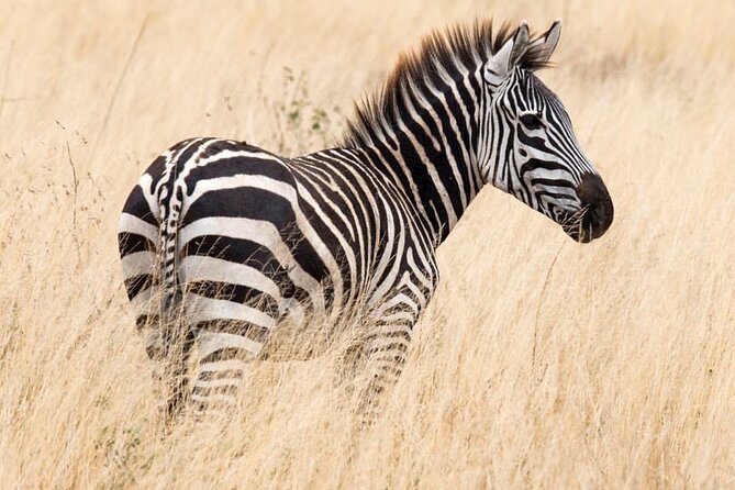 6-Day Private midrange Tour in Arusha with Airport Pickup - Day 2: Lake Manyara’s forest, lake, and birdlife