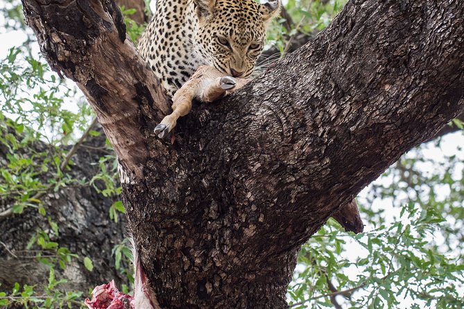 6-Day Serengeti Migration: Private Safari with Mid-range Luxury - Days 3 and 4: More time in the Serengeti