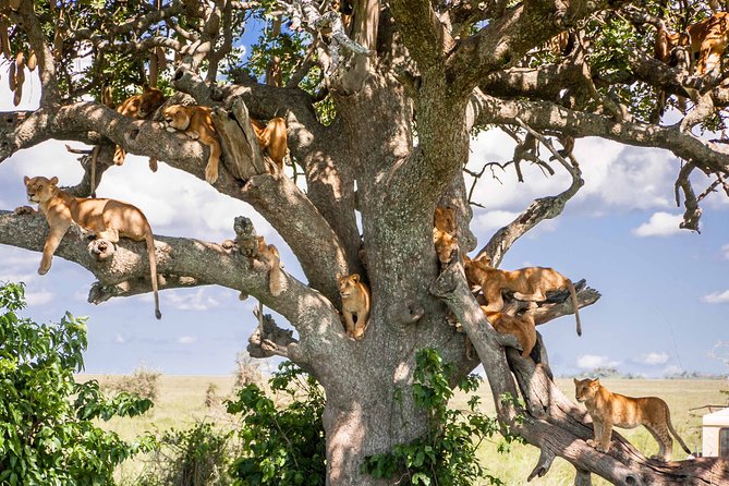 6-Day Serengeti Migration: Private Safari with Mid-range Luxury - Day 5: The road to Ngorongoro Crater