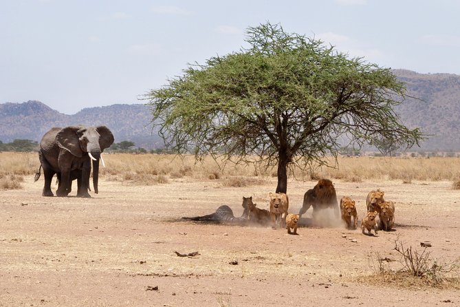 6-Day Serengeti Migration: Private Safari with Mid-range Luxury - Day 6: Early descent into the crater
