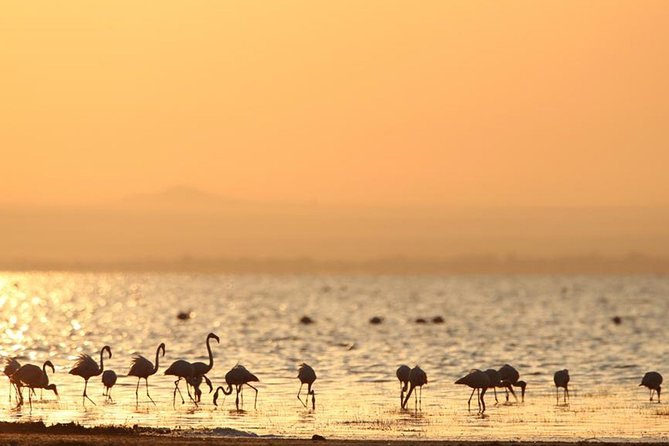 6-Day Serengeti Migration: Private Safari with Mid-range Luxury - What the vehicle and staff setup means for you