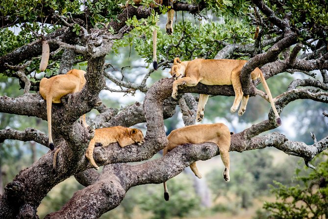 6-Day Serengeti Migration: Private Safari with Mid-range Luxury - Accommodation, meals, and the meaning of mid-range luxury