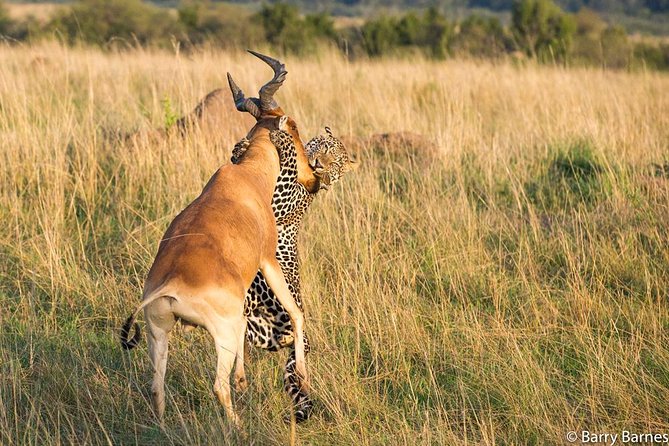 6 Day Serengeti wildebeest migration Camping Safari - Day 5: More wildlife, then the Ngorongoro rim