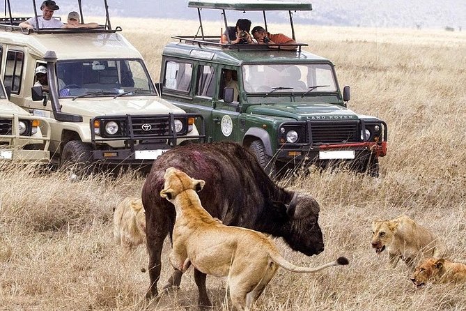 6-Day Tanzania Camping Safari: Lake Manyara, Serengeti, Ngorongoro Cater and Tarangire National Park from Arusha - Day 3: Three game-drive windows in the Serengeti