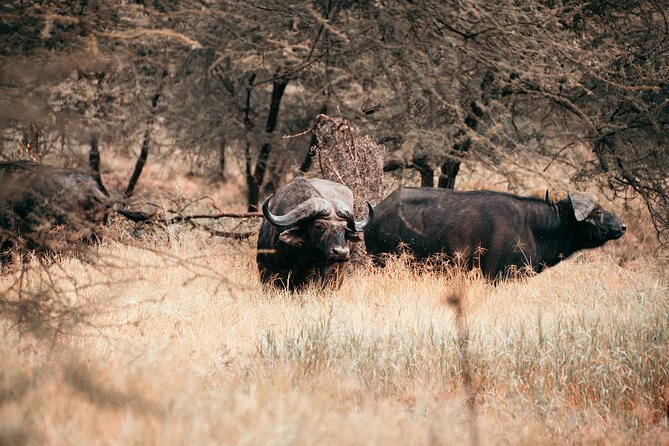 6-Day Tanzania Safari Experience – Midrange - Three parks, one compact Northern Tanzania route