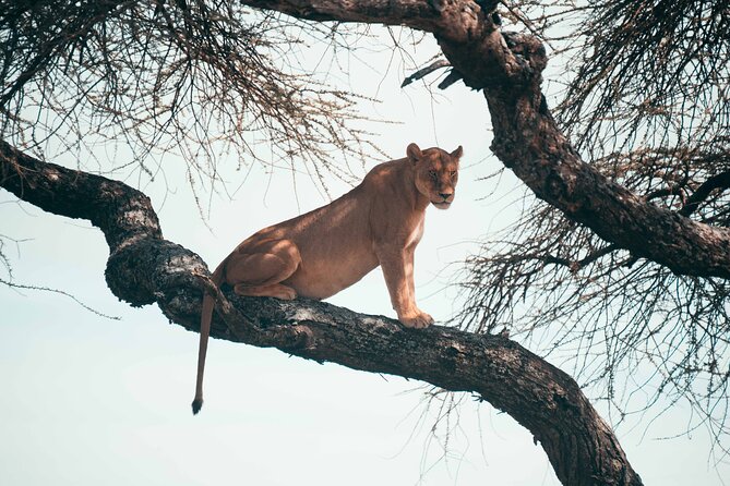 6-Day Tanzania Safari Experience – Midrange - Day 2: Tarangire’s elephants and baobab country