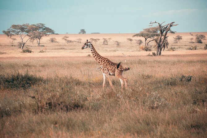 6-Day Tanzania Safari Experience – Midrange - Day 3: The long road to Serengeti National Park