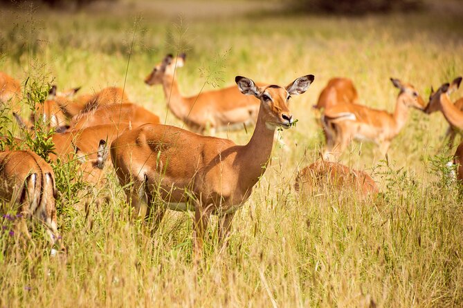 6-Day Tanzania Safari Experience – Midrange - Day 4: A morning game drive, then Ngorongoro