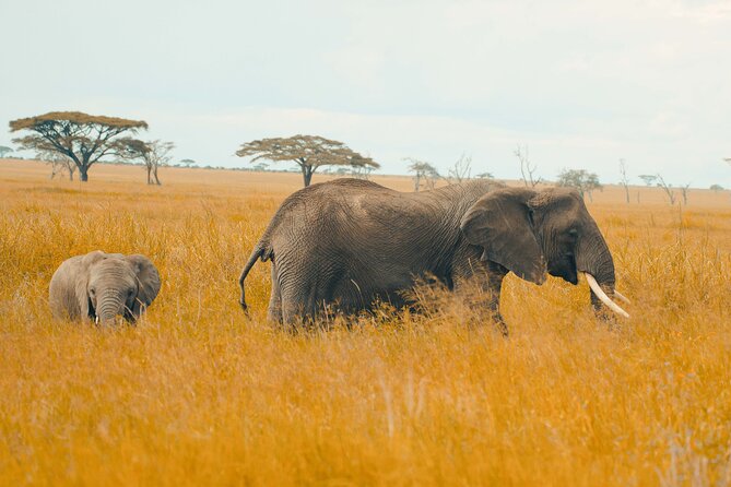 6-Day Tanzania Safari Experience – Midrange - What the $1,300 package really covers