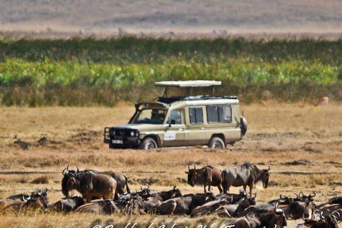 6 Day Tanzania Wildlife Mid range Safari - Day 4: A full day in the Serengeti