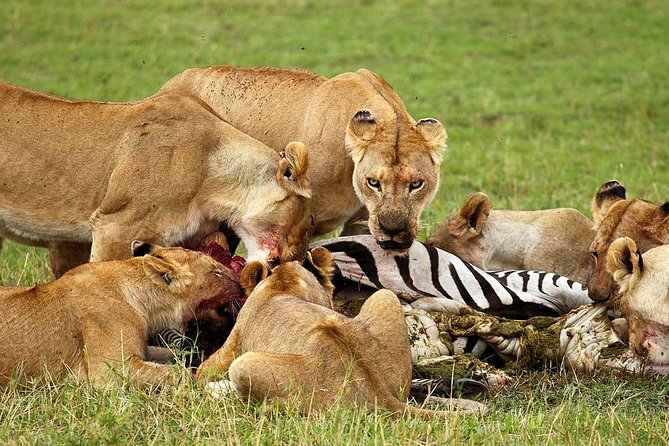 6 Day Tanzania Wildlife Mid range Safari - Day 5: Olduvai Gorge and the crater rim