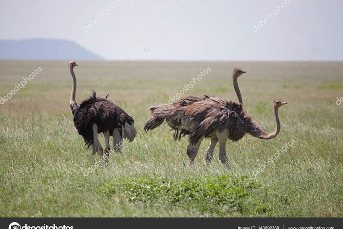 6 Day Tanzania Wildlife Mid range Safari - What the $2,500 price includes
