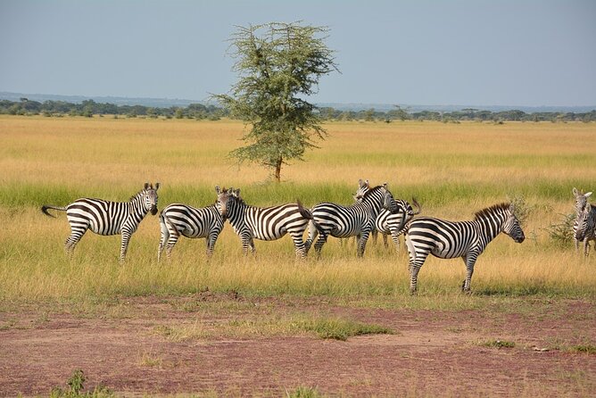 6-Day Unforgettable Tour in Tanzania - Day 2: The long road into the Serengeti