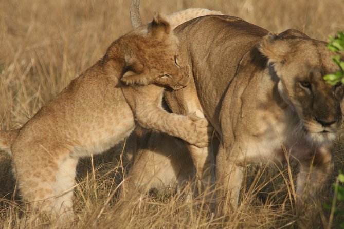 6 Days 5 Night Safari - Day 3: Serengeti and the movement of the herds