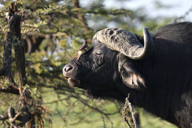 6 Days 5 Night Safari - Day 6: Tarangire’s river and birdlife