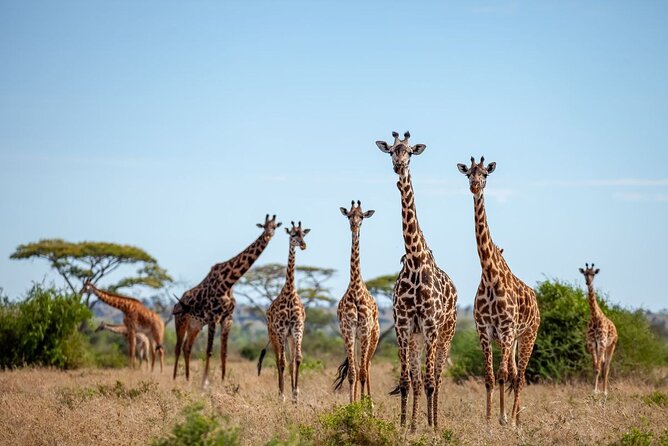 6 Days 5 Night Safari - Guides, vehicles, and the human side of the trip