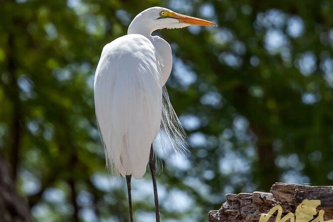 6 Days 5 Night Safari - Day 2: Lake Manyara beneath the Rift Valley escarpment