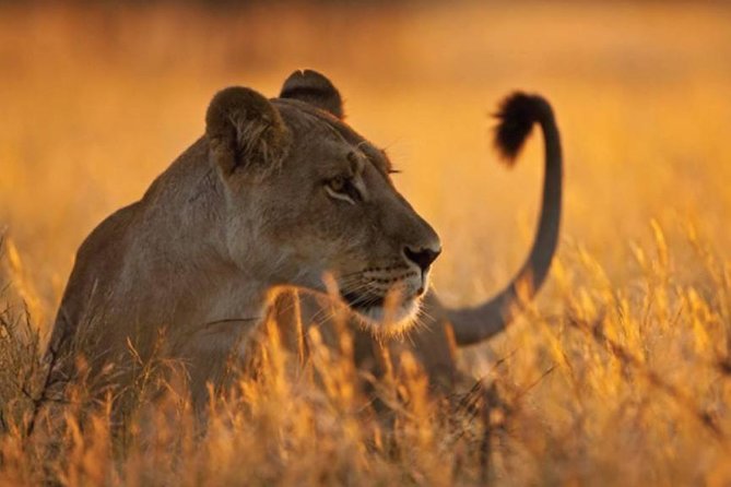 6 Days 5 Nights lodge safari Tarangire, Manyara, Serengeti & Ngorongoro Crater - Why this route works so well