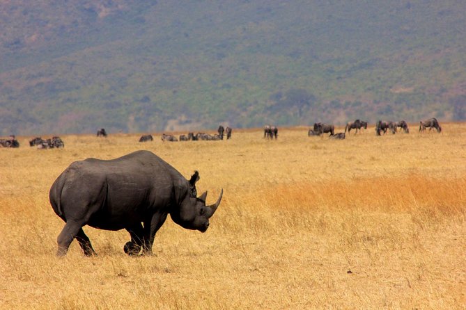 6 Days 5 Nights lodge safari Tarangire, Manyara, Serengeti & Ngorongoro Crater - Day 3: Into the endless plains of the Serengeti