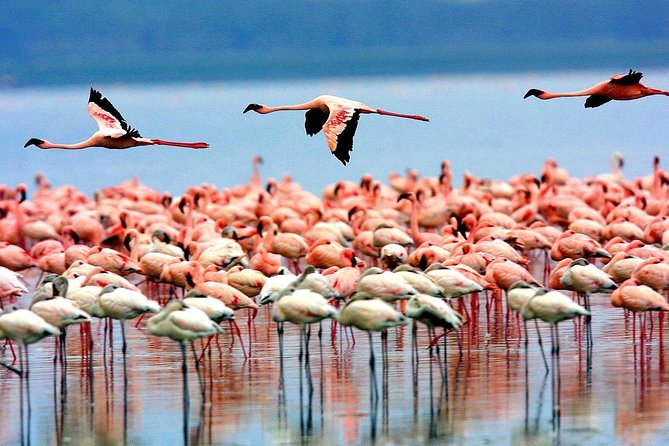 6 Days 5 Nights lodge safari Tarangire, Manyara, Serengeti & Ngorongoro Crater - Day 6: Descending into Ngorongoro Crater