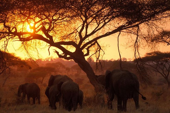 6 Days 5 Nights lodge safari Tarangire, Manyara, Serengeti & Ngorongoro Crater - What the $3,142.86 price really covers