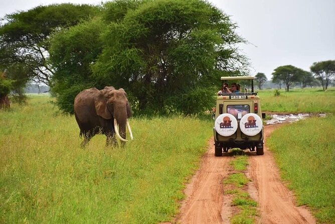 6 days 5 nights safari Ngorongoro, Serengeti and Tarangire National Parks - Day 3: The long road into the Serengeti