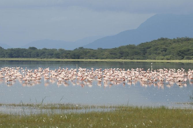 6 days 5 nights safari Ngorongoro, Serengeti and Tarangire National Parks - Day 4: Sunrise predators in the Serengeti