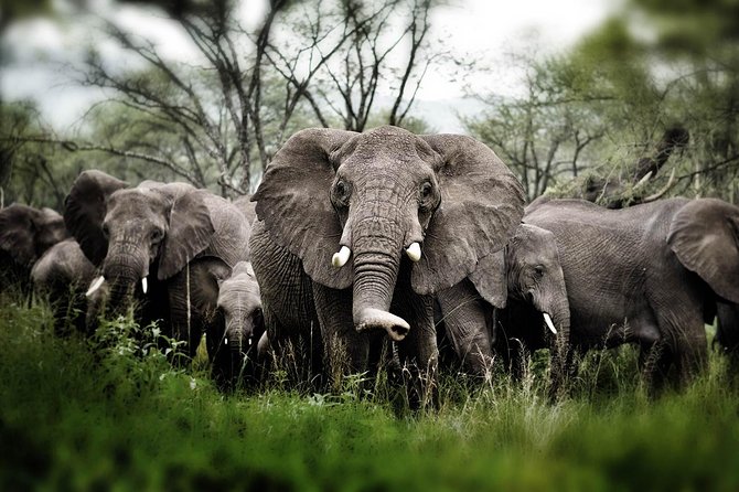 6 days 5 nights safari Ngorongoro, Serengeti and Tarangire National Parks - Guides, food, and the human side of the trip