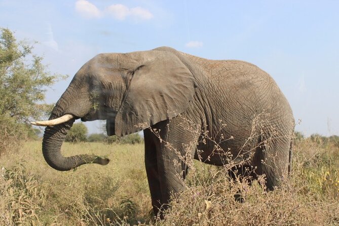 6 Days Adventure Towards Serengeti, Ngorongoro and Tarangire - Day 4: One last Serengeti drive, then toward Ngorongoro