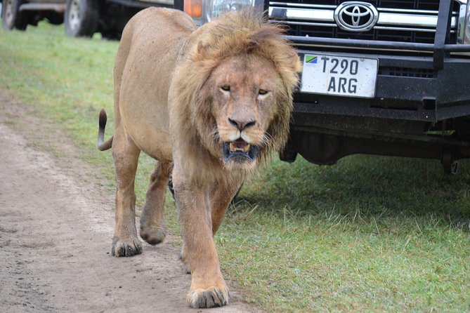 6 Days best adventure kilimanjaro ,Tarangire ,Serengeti &Ngorongoro crater - Day 3: An early Serengeti start and crater-rim camping