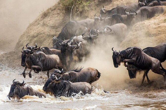 6 Days best adventure kilimanjaro ,Tarangire ,Serengeti &Ngorongoro crater - Day 4: Ngorongoro Crater’s crowded wildlife bowl