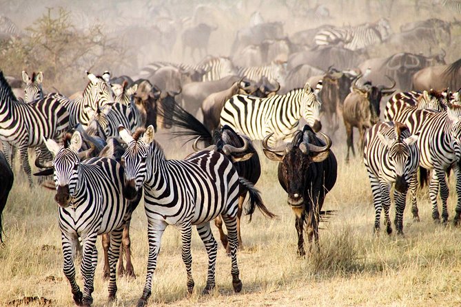6 Days best adventure kilimanjaro ,Tarangire ,Serengeti &Ngorongoro crater - Day 5: Tarangire’s elephants and baobab country