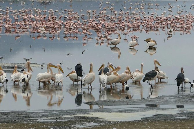 6 Days best adventure kilimanjaro ,Tarangire ,Serengeti &Ngorongoro crater - What the guides add to the experience