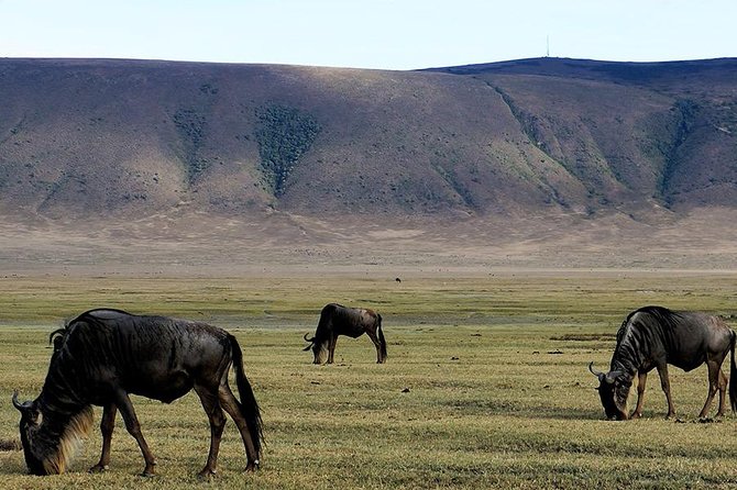 6 Days - Best of Nothern Parks Safari - Day 1: Tarangire’s elephants, baobabs, and dry riverbeds