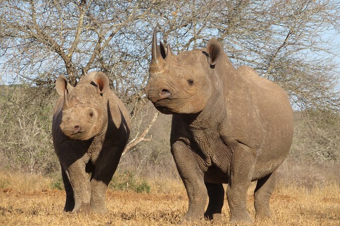 6 Days Big Five Tanzania Safari - What $2,858 buys you in northern Tanzania