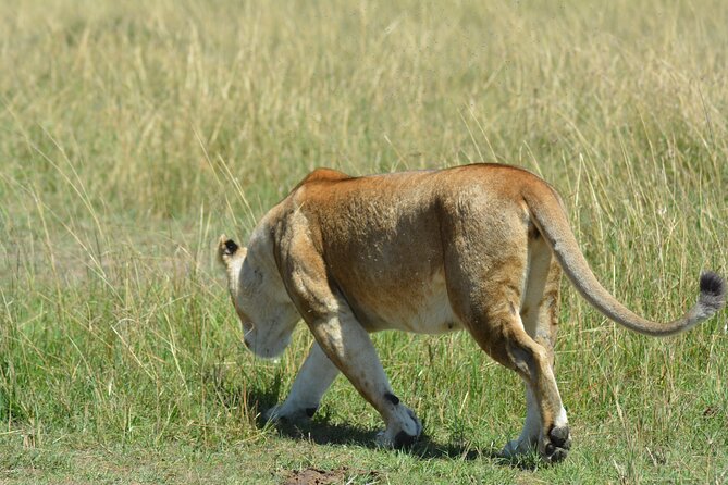 6 Days Big Five Tanzania Safari - Day 2: Tarangire, where the river gathers the animals